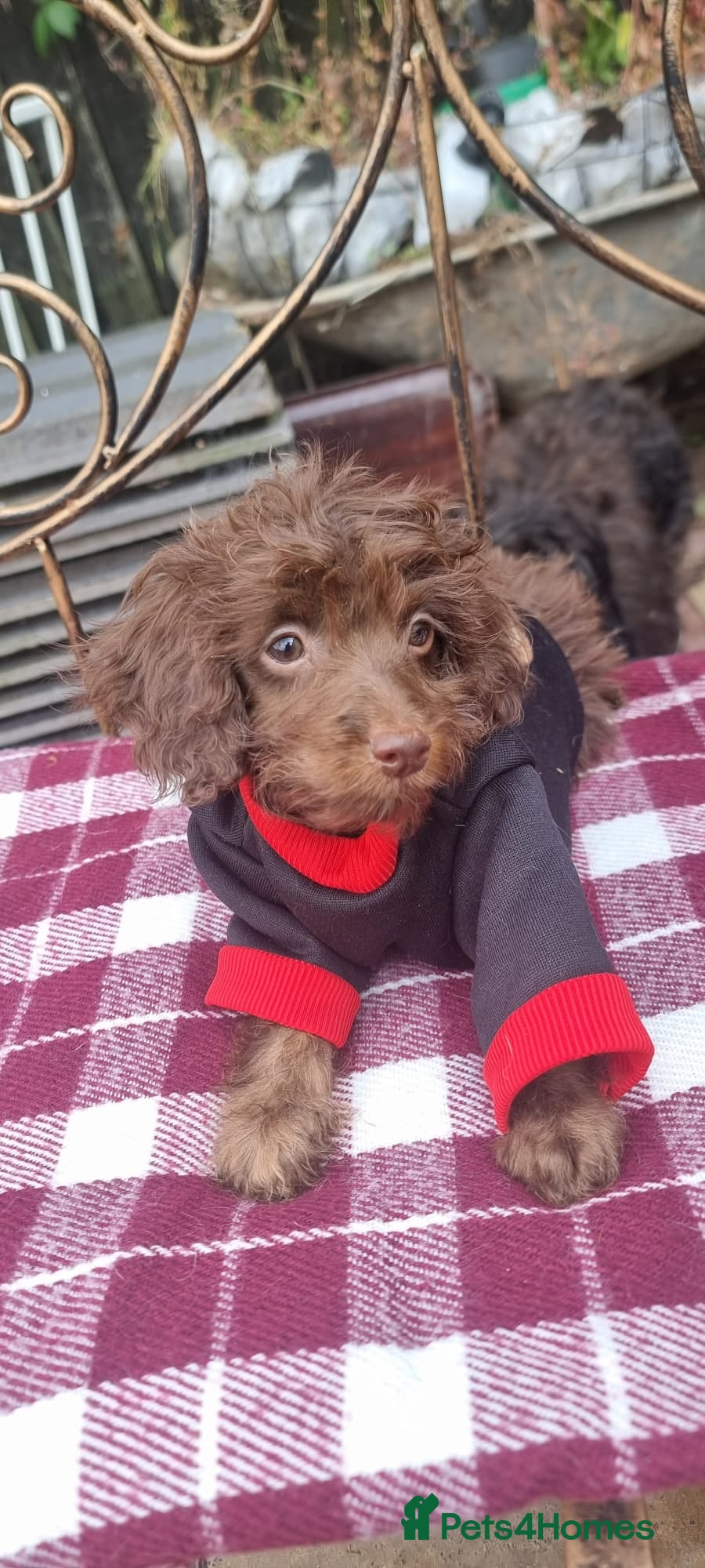 Cockapoo dogs Adorable flb cockapoo puppies  - Advert 1