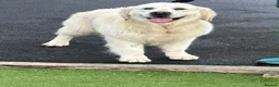 Golden Retriever dogs for sale: Extensively health tested KC reg Holden retrievers - Advert 3