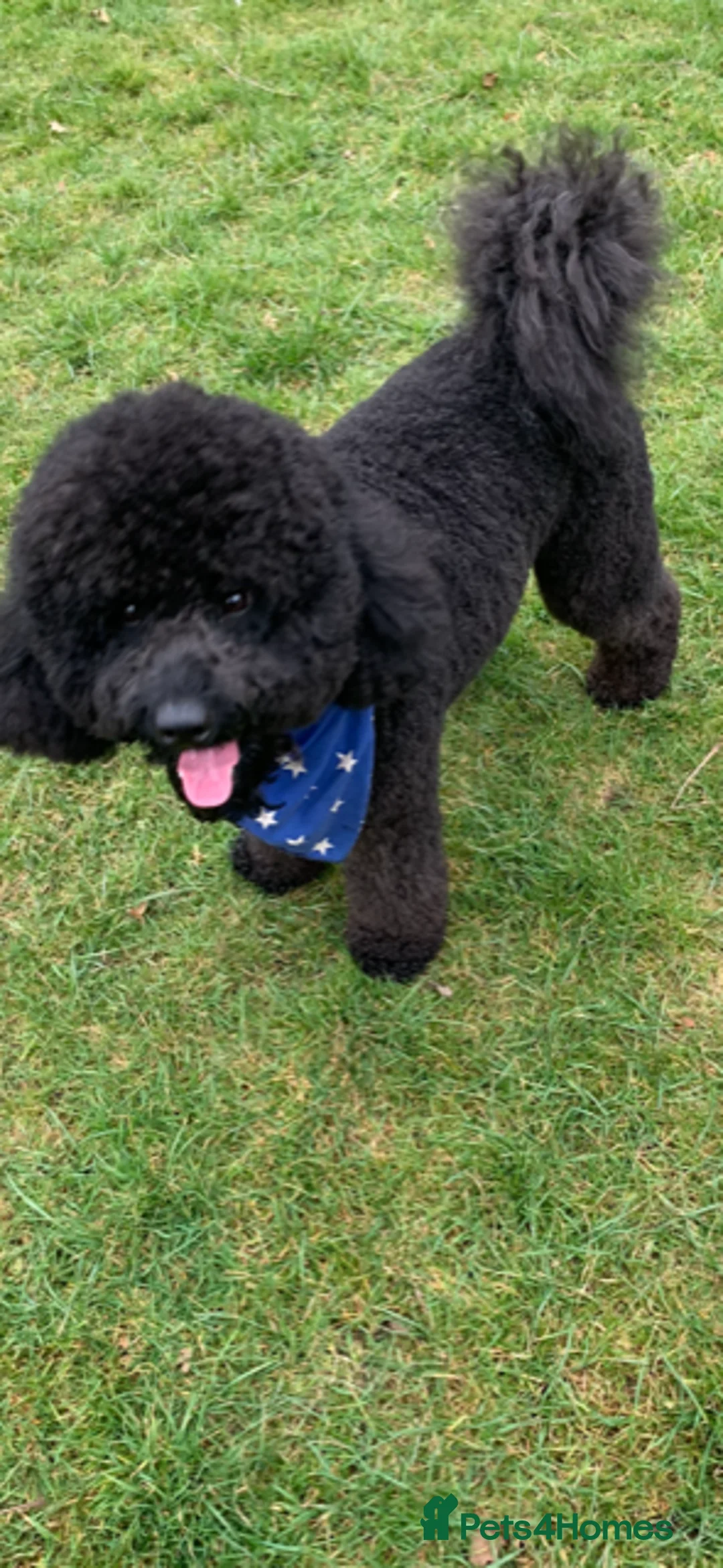 Labradoodle dogs for stud: Mini Doodle stud extensively DNA checked in Warrington - Advert 5