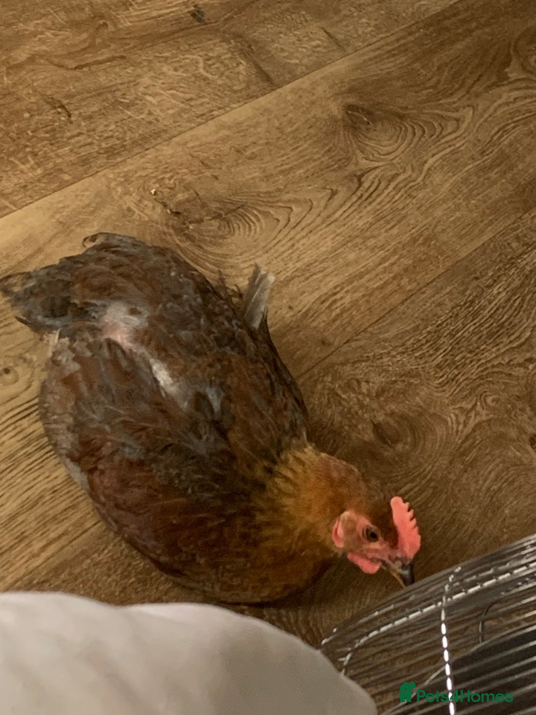 Chickens poultry for sale: 28-32week-ish unknown breed of cockerel - Image 8