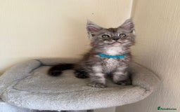 Maine Coon cats for sale: Pedigree GCCF Russian Import line Maine Coons - Image 7