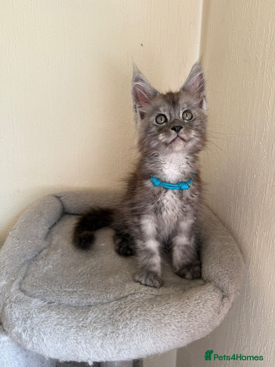 Maine Coon cats for sale: Pedigree GCCF Russian Import line Maine Coons - Image 7