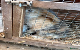 French Lop rabbits for sale: One bunnie left  - Image 4