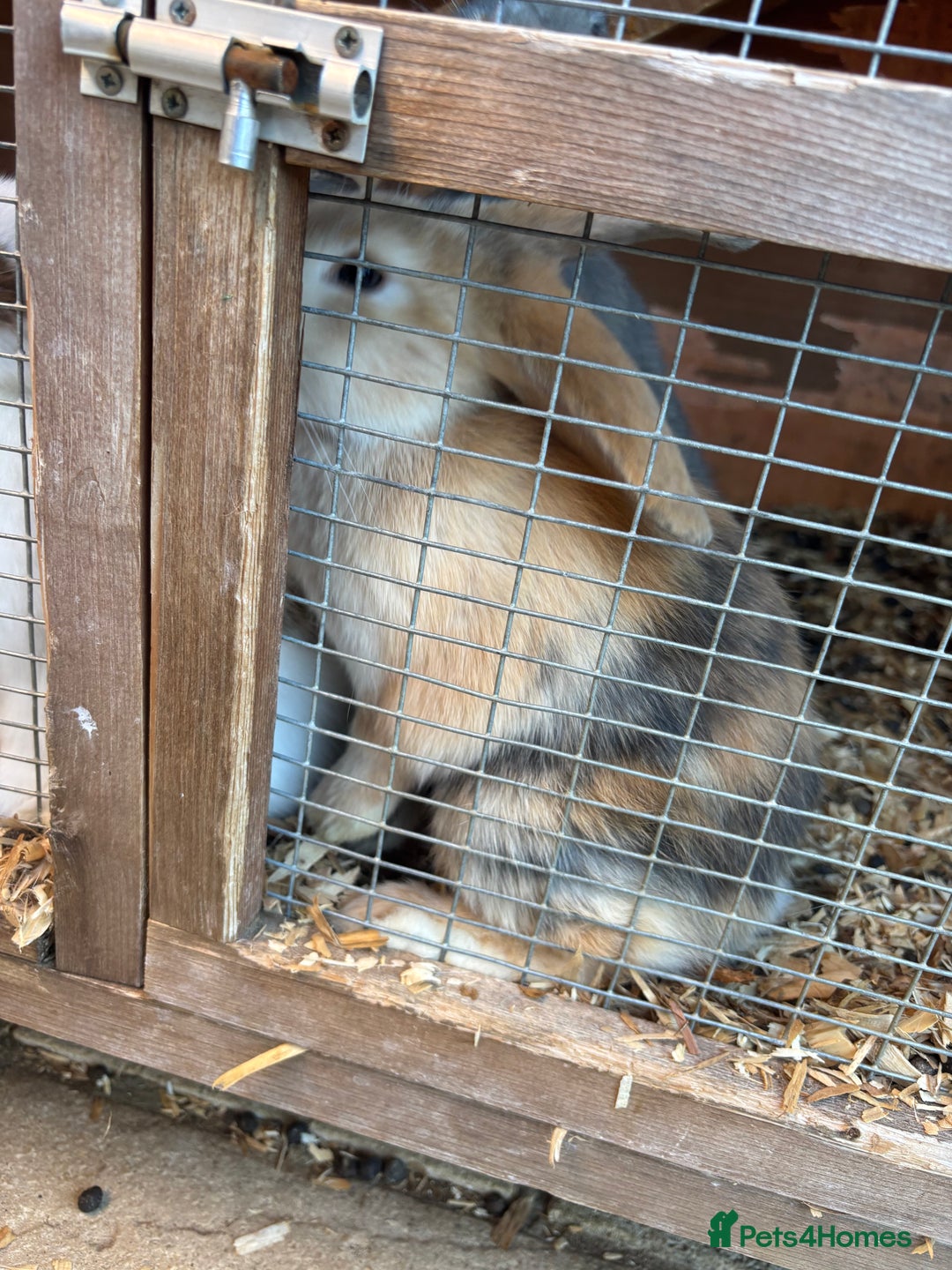 French Lop rabbits for sale: One bunnie left  - Image 4