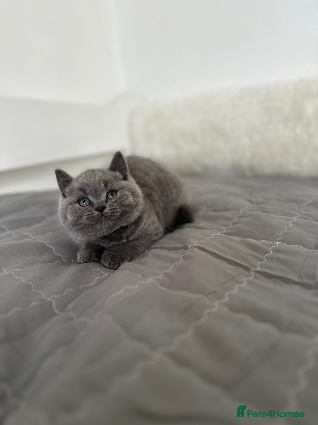 British Shorthair cats for sale: 💎  CHAMPION LINES BSH BLUE  💎 - Advert 19