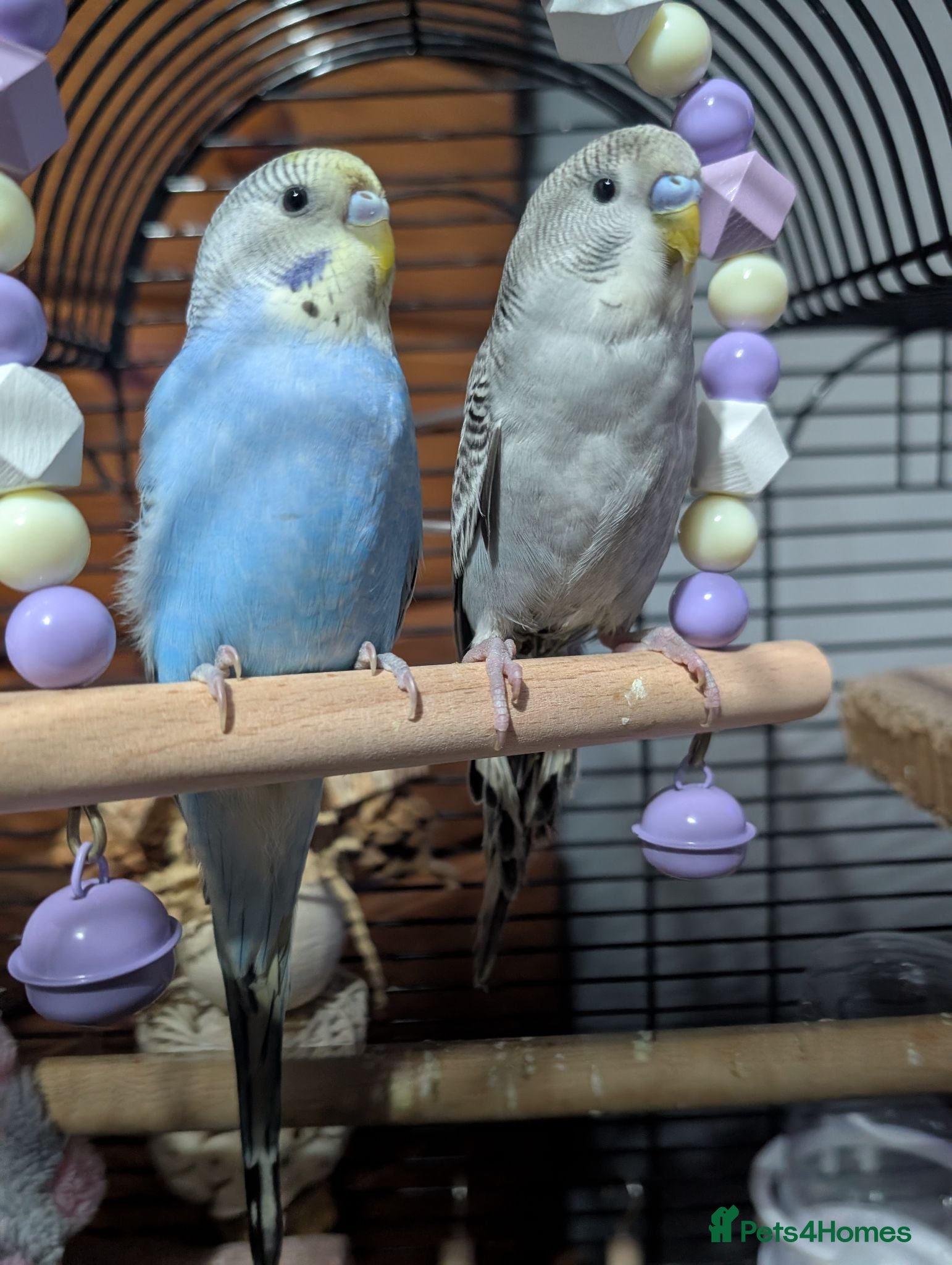 Budgerigars birds Budgies less than a year old  with cage  - Advert 1