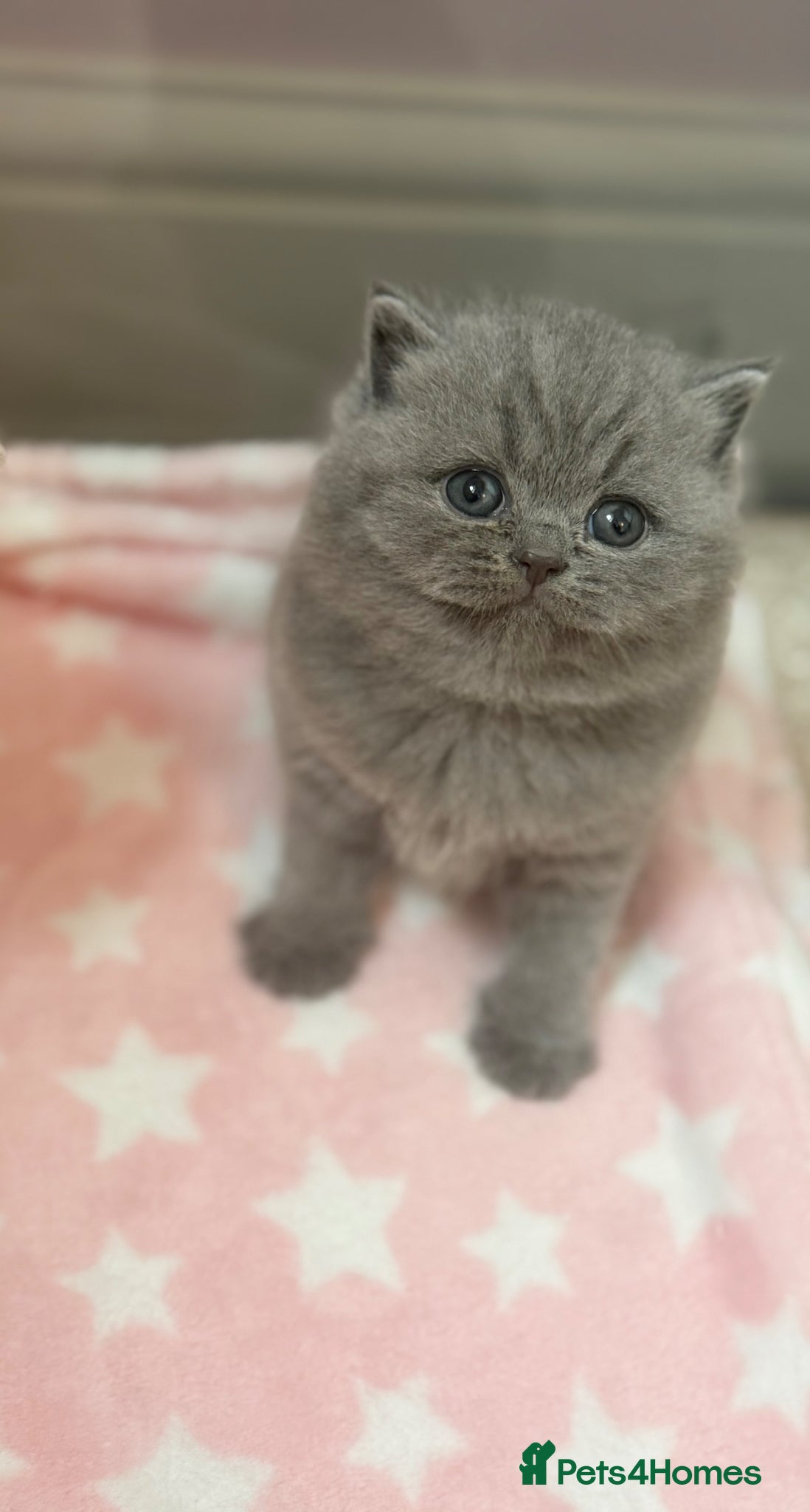British Shorthair cats for sale: CREAM BRITISH SHORTHAIR MALE - GCCF REG - Advert 6