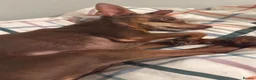 Miniature Pinscher dogs for sale: Vincent — Chocolate & Tan Miniature Pinscher - Advert 5