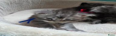 Maine Coon Kitten 2