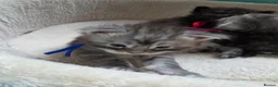 Maine Coon cats for sale: Maine coon kittens  - Advert 35