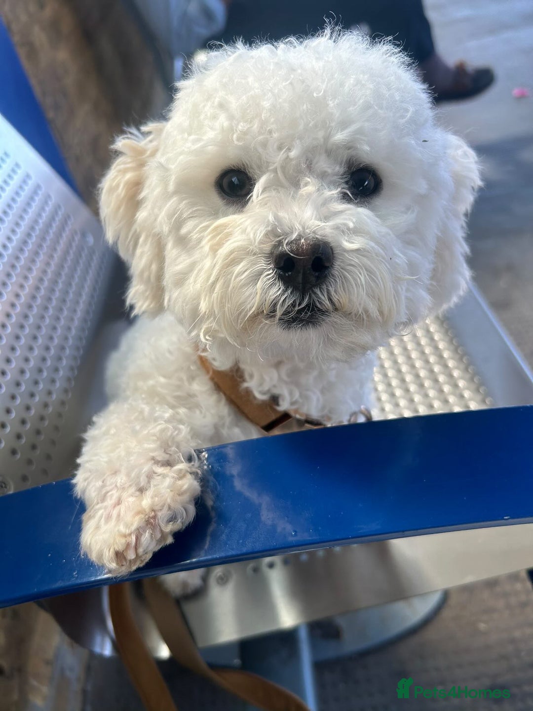 Maltese dogs for sale: Rehome for our beloved dogs - Image 3