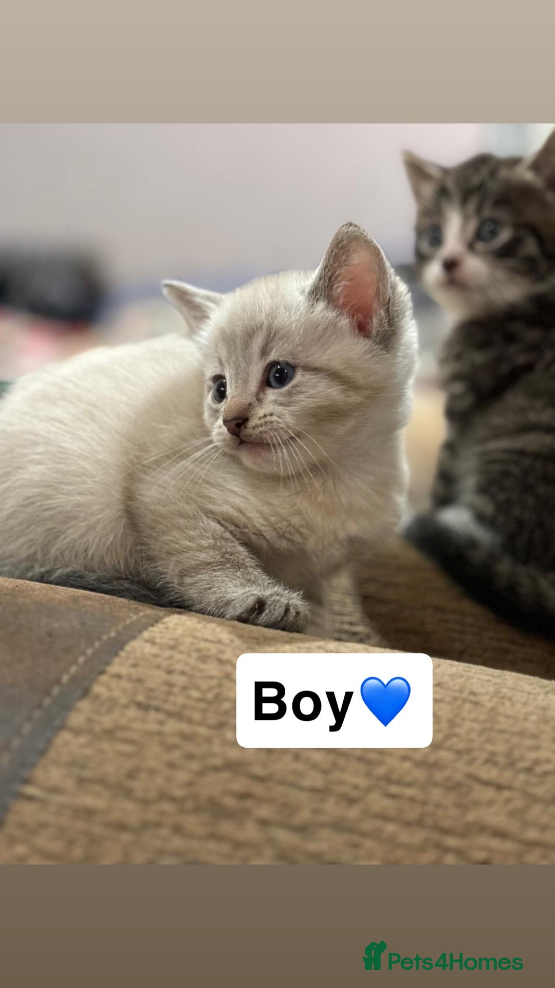 Mixed Breed cats for sale: Kittens for sale  - Advert 9