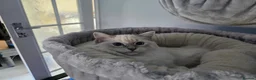 Ragdoll cats for sale: 2 ADULT GIRLS LOOKING FOR NEW HOMES - Advert 4