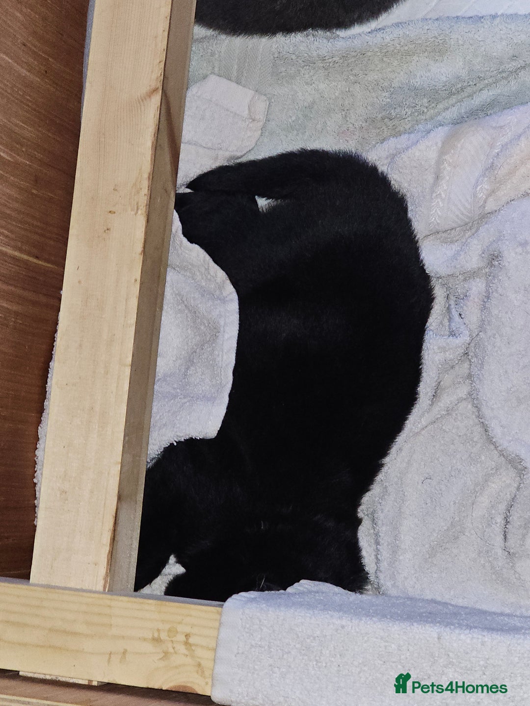 German Shepherd dogs for sale: 9 beautiful pure bred German Shepherd puppies - Advert 16