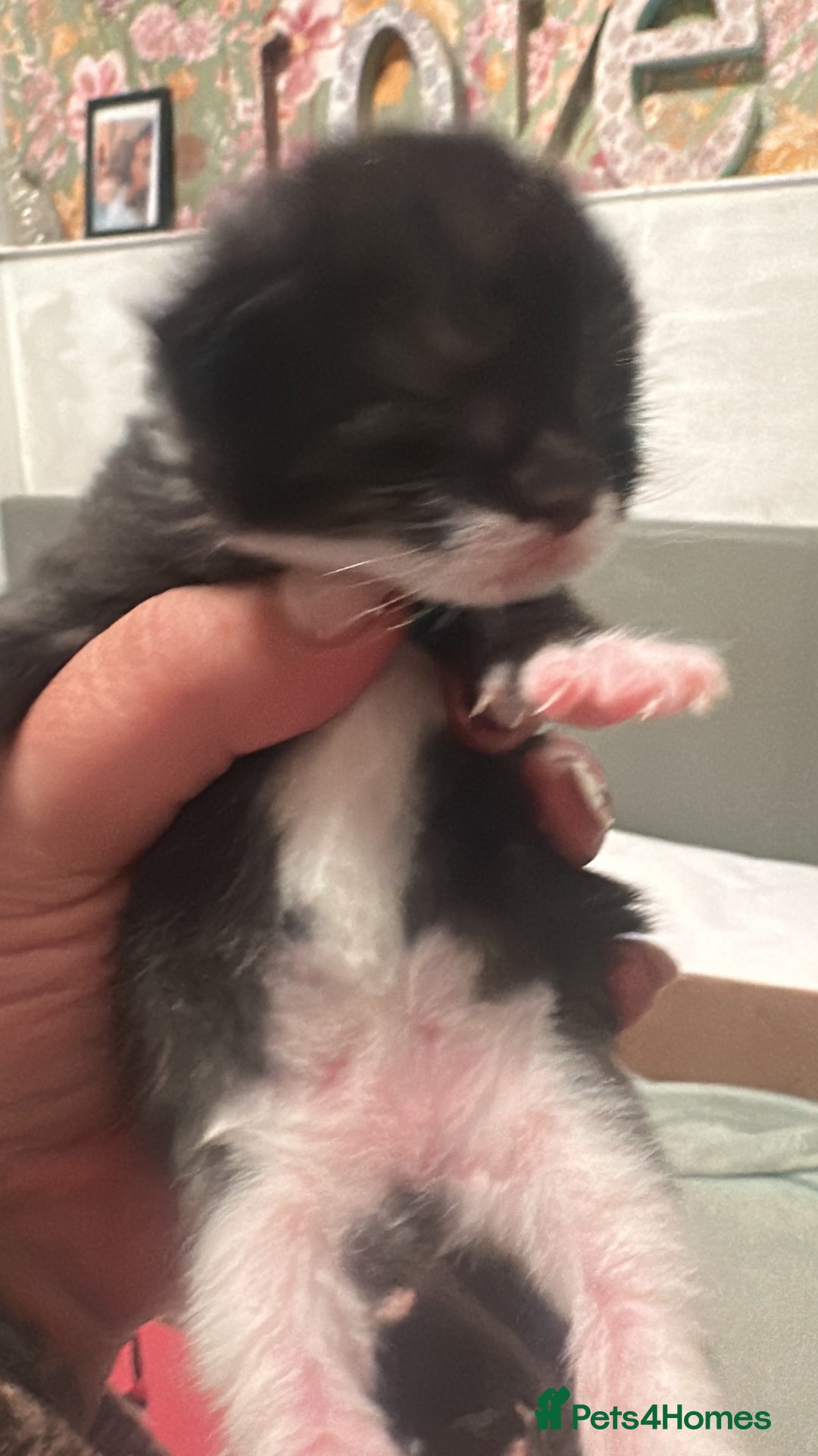 Mixed Breed cats for sale: Kittens for sale - Advert 1