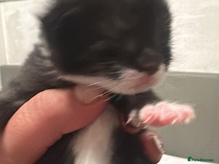 Mixed Breed cats for sale: Kittens for sale - Advert 1