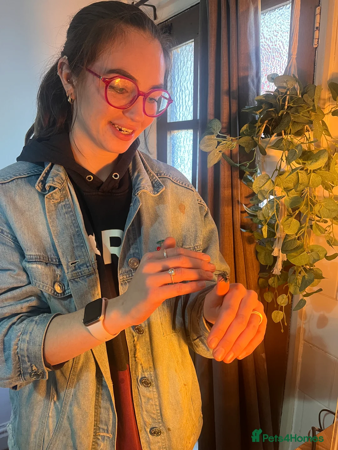 Tarantulas invertebrates for sale: Martinique pink toe tarantula sling - Advert 4