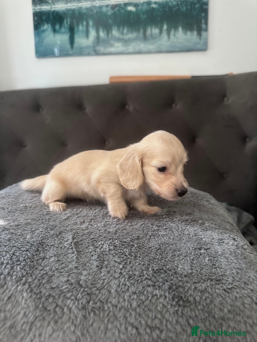 Miniature Dachshund dogs for sale: 2 male long-haired cream miniature dachshunds🩵 - Image 11