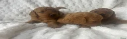 Labradoodle dogs for sale: Ready F1b labradoodle curl red health test parent  - Advert 15