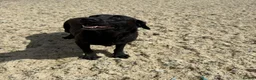 Labrador Retriever dogs for sale: 3 labs needing a new home - Advert 6