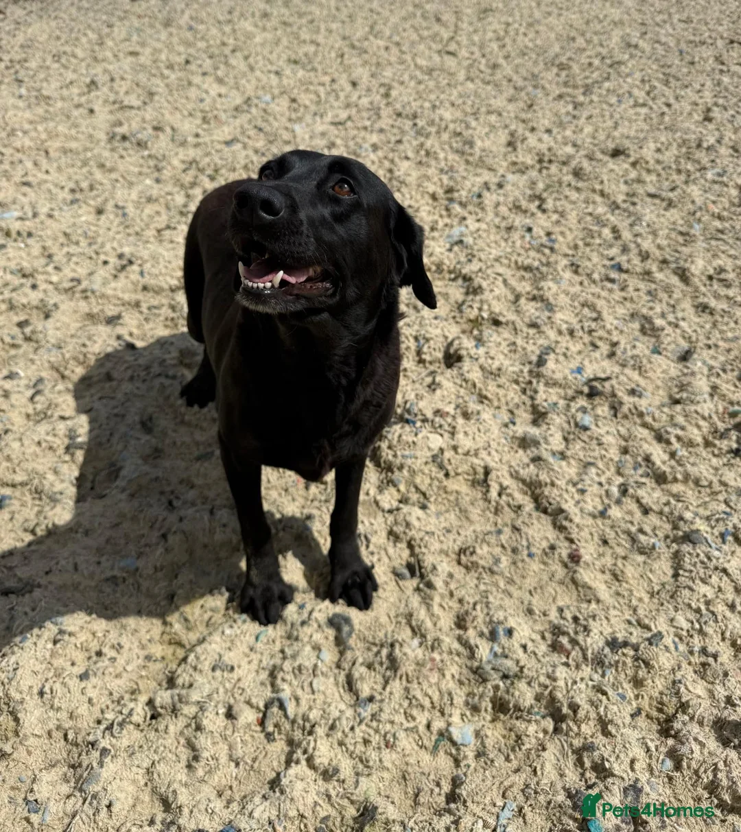 Labrador Retriever dogs for sale: Hector is in need of a new home  - Advert 7