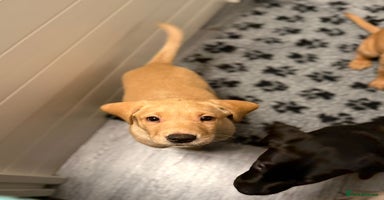 Labrador Retriever dogs Beautiful KC Registered Labrador Puppies - Advert 17