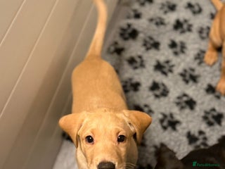 Labrador Retriever dogs Beautiful KC Registered Labrador Puppies - Advert 9