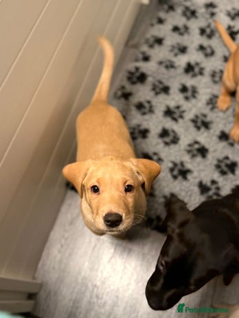 Labrador Retriever dogs Beautiful KC Registered Labrador Puppies - Advert 2