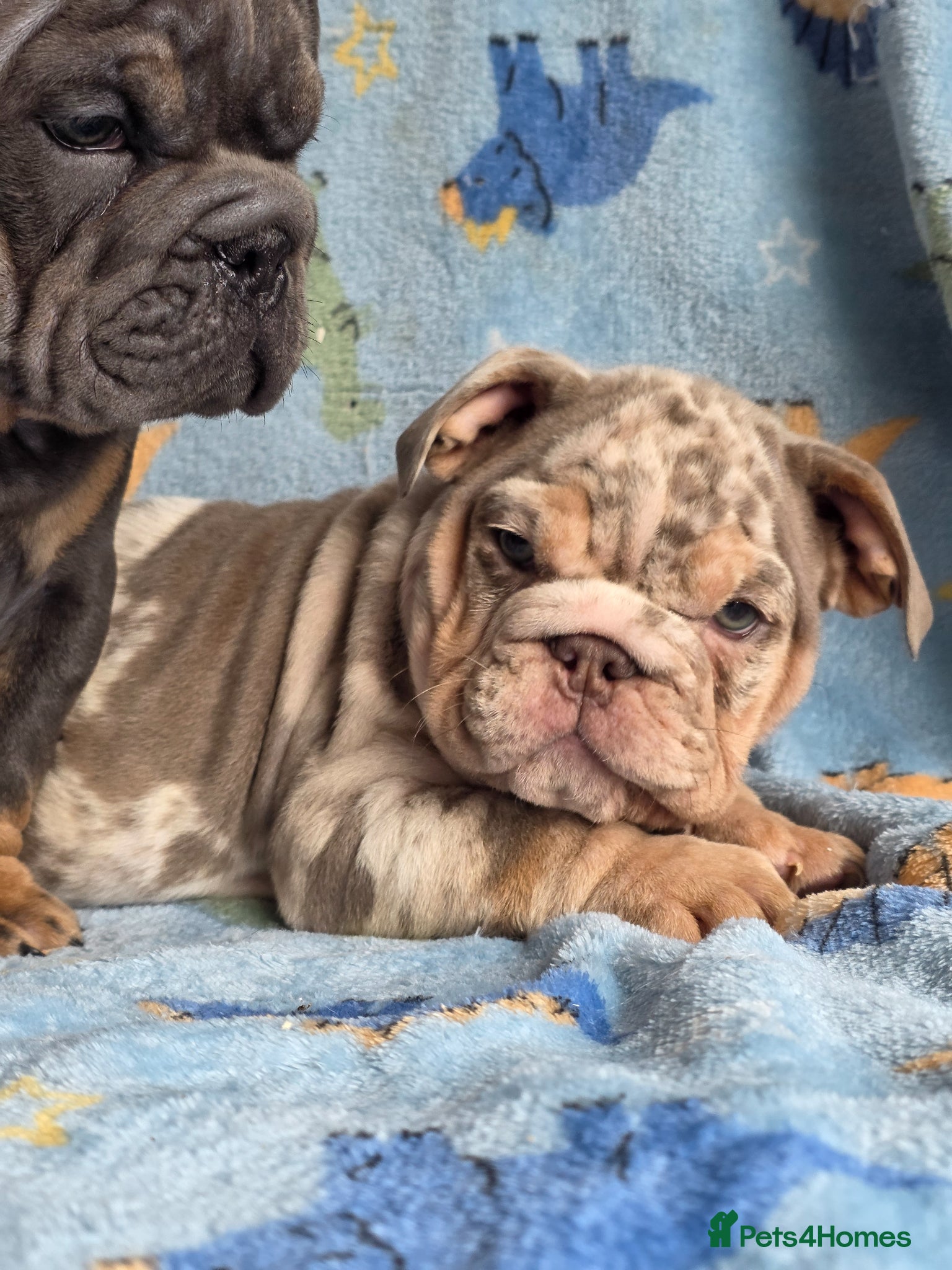 English Bulldog dogs british bulldog pups ready now  - Advert 10