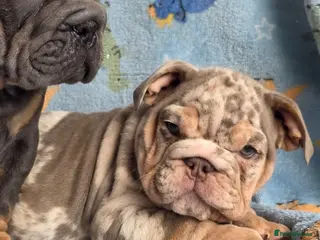English Bulldog dogs british bulldog pups ready now - Advert 10