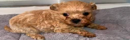 Maltipoo dogs for sale:    Beautiful Korean Maltipoo Puppies – 5 Week Old  - Advert 3