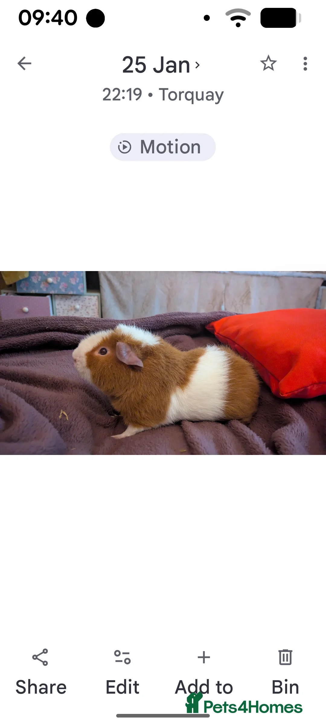Guinea Pig rodents for sale: Pure Teddy Boy - Advert 2