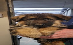 German Shepherd dogs for sale: German Shepherd puppies - Advert 7