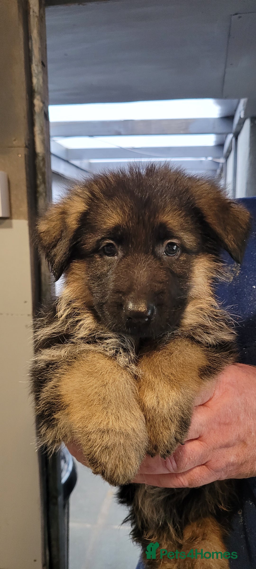 German Shepherd dogs for sale: German Shepherd puppies - Advert 7