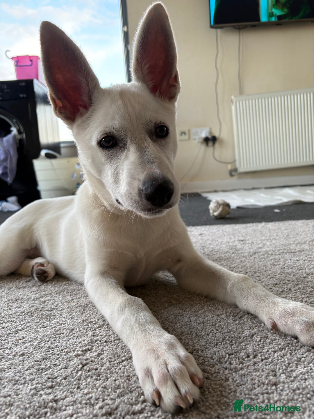 Shepsky dogs for sale: Female pup - Image 1
