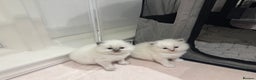 Ragdoll cats for sale: Exceptional Pure Blue Point Ragdoll kitten  - Advert 4