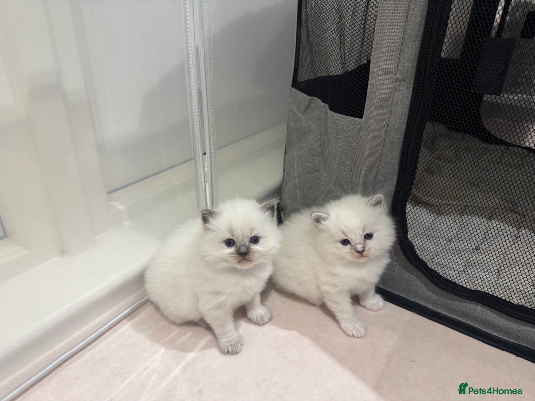 Ragdoll cats for sale: Exceptional Pure Blue Point Ragdoll kitten  - Advert 4
