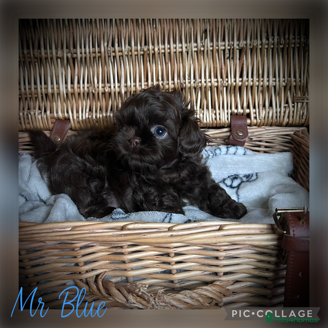 Shih Tzu dogs for sale: Stunning KC chocolate imperial Shihtzu puppies - Image 4