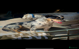 Border Collie dogs for sale: Welsh pups - Image 3