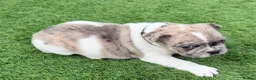 French Bulldog dogs for sale: Adorable french  puppy's  - Advert 17