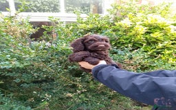 Cockapoo dogs for sale: F1 Chocolate Choc/Tan and Gold Cockapoo Puppies - Image 23