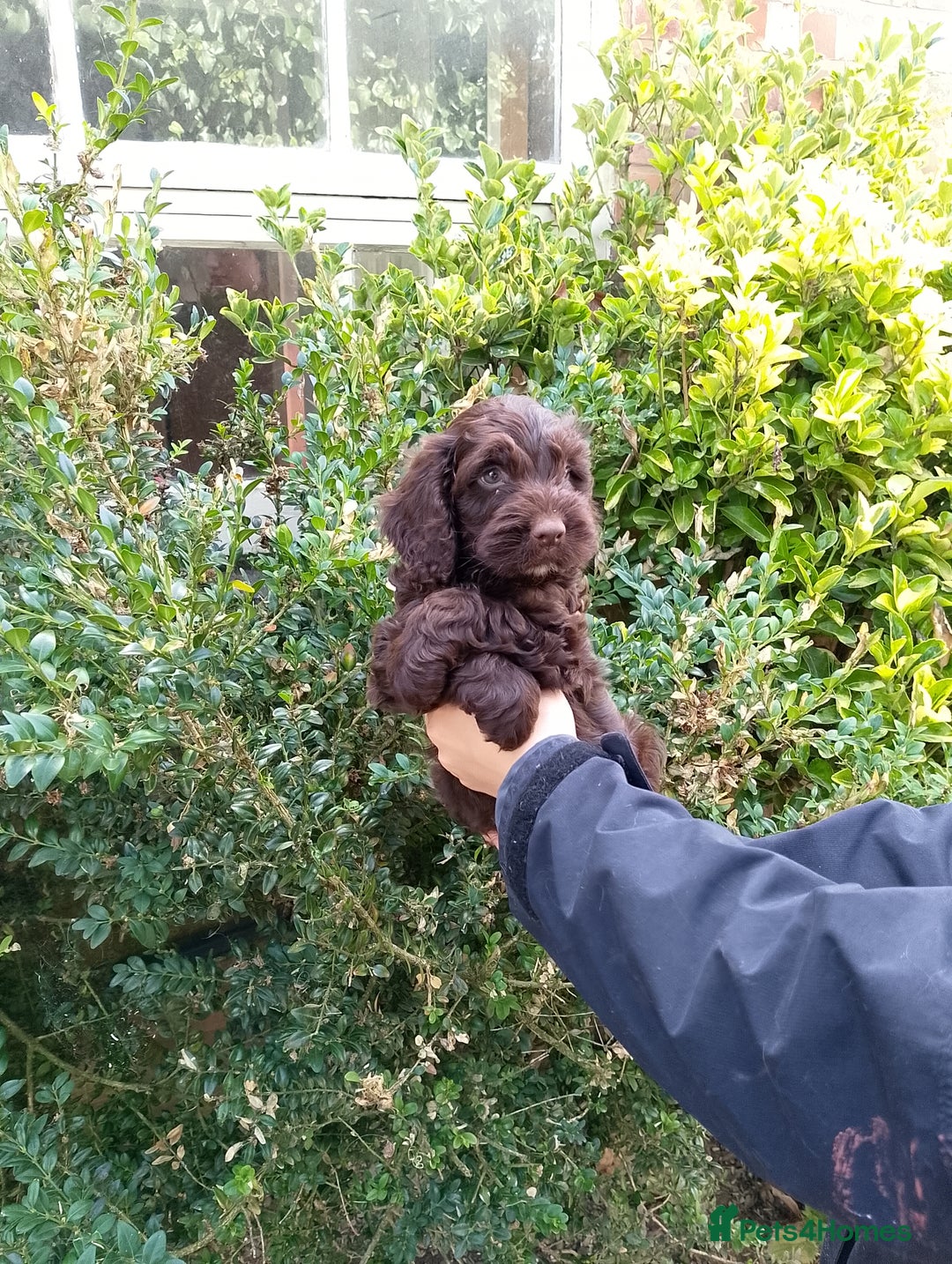 Cockapoo dogs for sale: F1 Chocolate Choc/Tan and Gold Cockapoo Puppies - Image 23