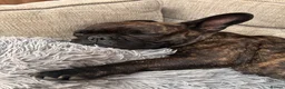 French Bulldog dogs for sale: 🐾 French Bulldog Girl – 4 Years Old 🐾 - Advert 15