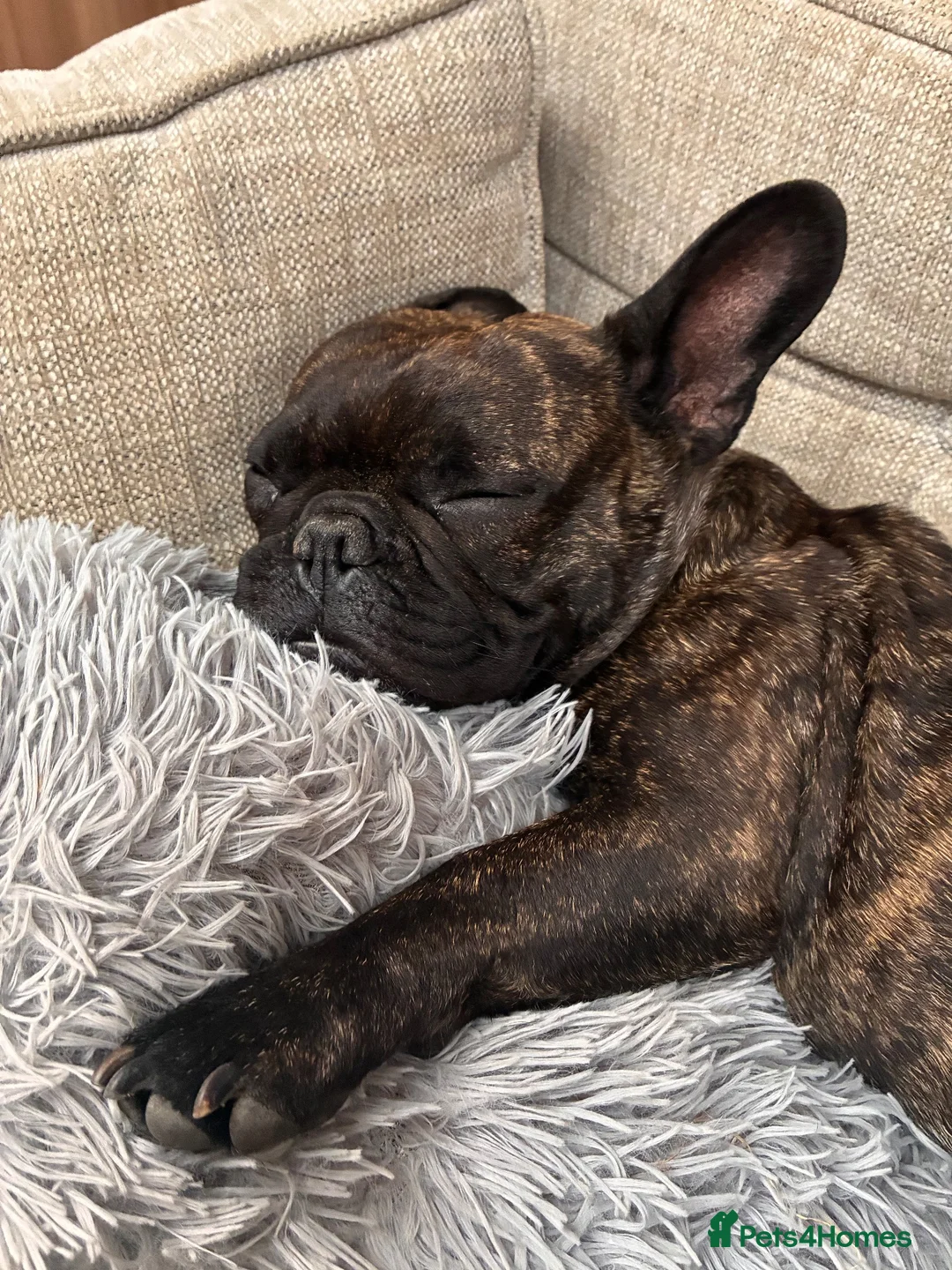 French Bulldog dogs for sale: 🐾 French Bulldog Girl – 4 Years Old 🐾 - Advert 15