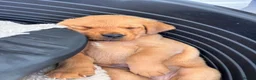 Labrador Retriever dogs for sale: Red Fox Labrador Retriever Puppies  - Advert 3