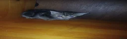 Mixed Breed cats for sale: 5 Cute Kittens Looking for New Homes - Advert 6