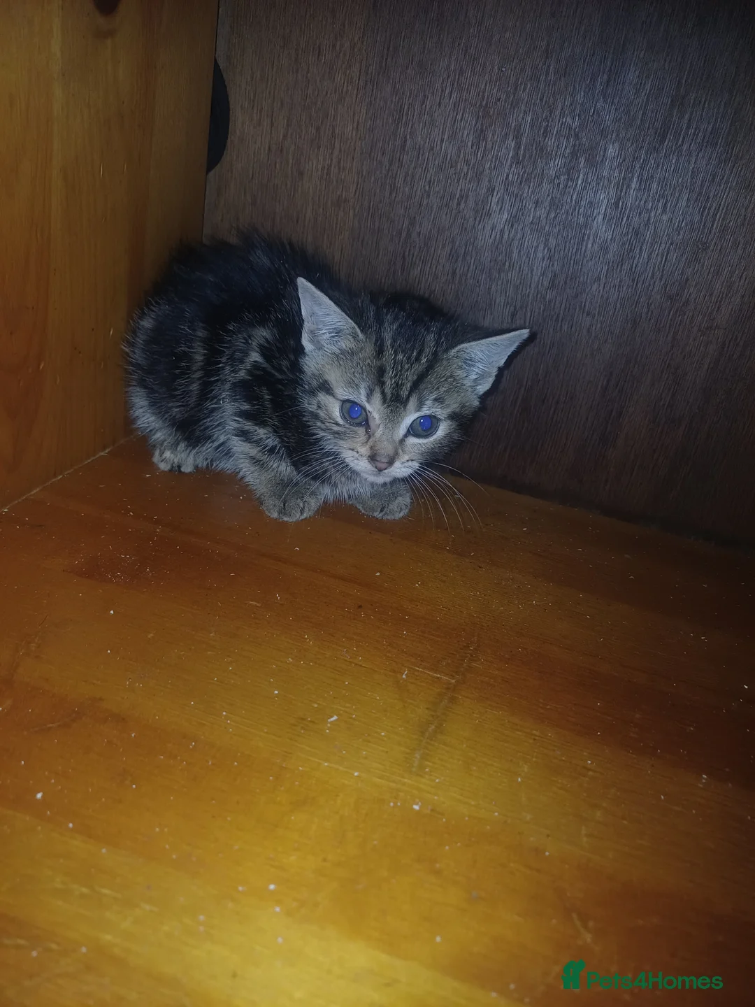 Mixed Breed cats for sale: 5 Cute Kittens Looking for New Homes - Advert 6