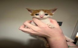 Mixed Breed cats for sale: Kittens ready to go! - Advert 14