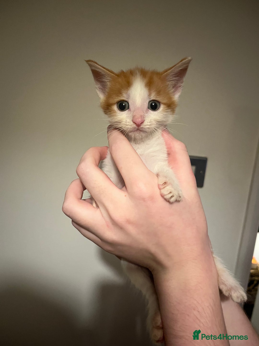 Mixed Breed cats for sale: Kittens ready to go! - Advert 14