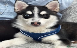 Pomsky dogs for stud: Pomsky Stud Available - NorthWest - Image 5